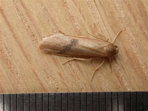 Thermeola Sp Undescribed Thermeola Sp To Mv Light Aran Flickr