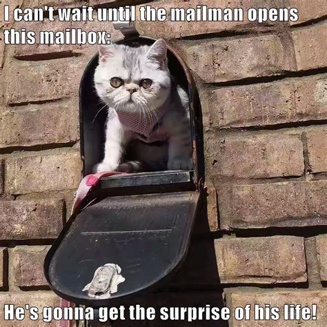 Mail Carriers Cant Catch A Break Lolcats Lol Cat Memes Funny
