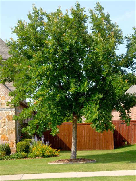 We curated a list that will lead you onto the right track in deciding what the best shade. Best Shade Trees for Texas - Neil Sperry's GARDENS