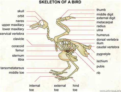 Skeleton Of A Bird Visual Dictionary Ressources Profuturo