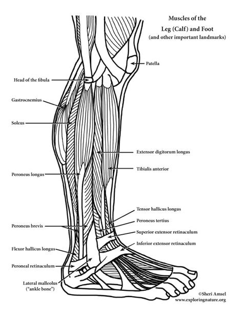 Muscles Of The Leg Anterior Lateral Posterior