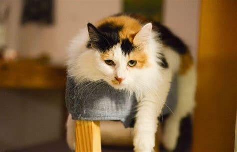 Calico Cats Guide And Facts Tuxedo Cat
