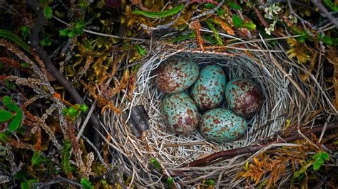 Ground Nest In The Arctic National Wildlife Refuge Alaska Peapix