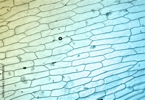 Plant Tissue Plant Cells Under A Microscope Stock Photo Adobe Stock