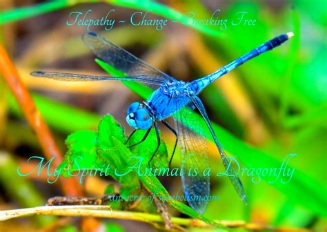 Symbolic Dragonfly Meaning Dragonfly Spirit And Totem Animal Medicine