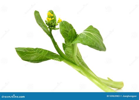 Chinese Kale Stock Image Image Of Organic Healthy Natural 55963983
