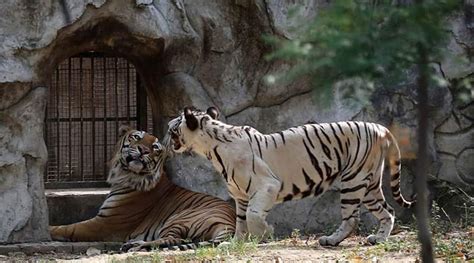 Worlds ‘biggest Zoo Spread Over 250 Acres To Come Up In Jamnagar