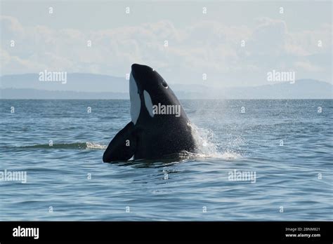 Killer Whale Orca Orcinus Orca Transient Spyhopping San Juan
