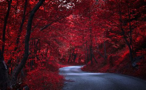 Fotos Rot Natur Herbst Wege Bäume Roter Hintergrund