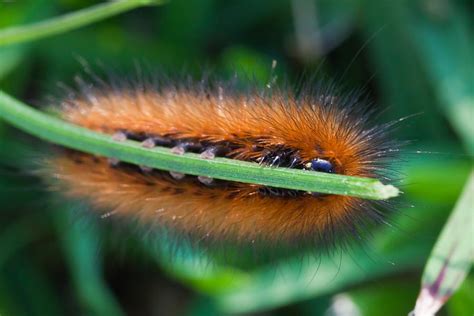 Hairy Brown Caterpillar Photograph By Craig Lapsley