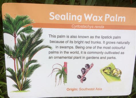 About Sealing Wax Palm Ornamental Plants Trees To Plant Plants