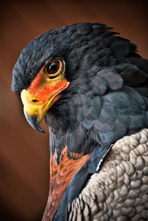 So beautiful..... | Birds of prey, Birds, Beautiful birds