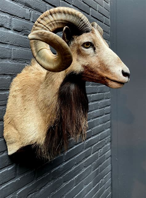 Mounted Head Of A Corsican Ram Beast Interiors