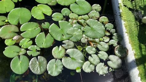 One more time….if you had a 3000 gallon pond and a single pump let's say rated for 2500 gph or less (or possibly up to 3000 gph ) you would simply divide the pond volume by 3. 3500 gallon DIY koi pond - YouTube