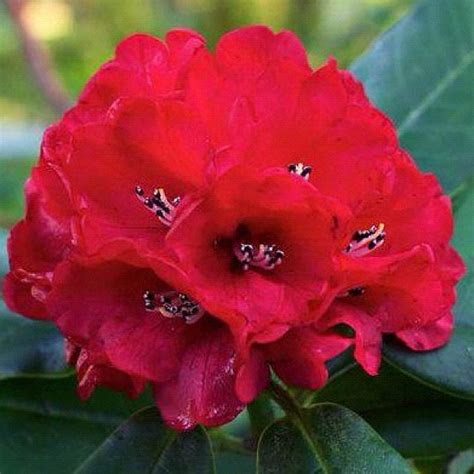 Rhododendron Ie Laali Gunraas National Flower Of Nepal Flickr