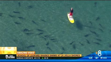School Of Leopard Sharks Swims At La Jolla Shores