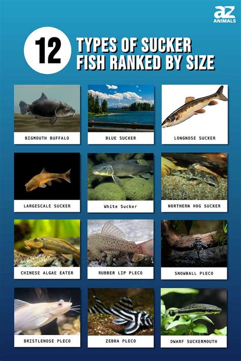 12 Types Of Sucker Fish Ranked By Size A Z Animals