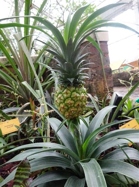 Ananas Pflanze Ananas Pflege And Vermehrung Majas Pflanzenwelt