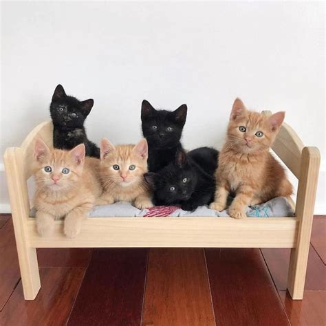 Six Adorable Kittens Ikea Cat Bed Ikea Doll Bed Doll Beds Kitten