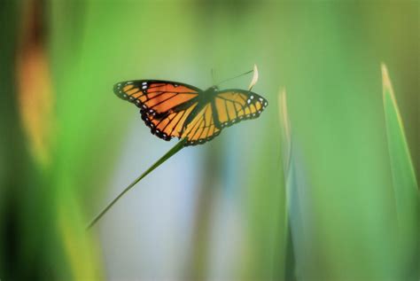 Monarch Butterfly Ready To Fly Away Photograph By Brenda Landdeck Pixels