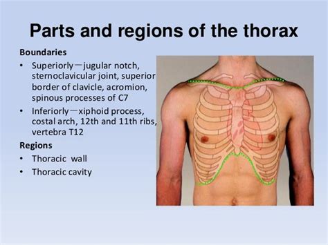 Thoracic Region Anatomy