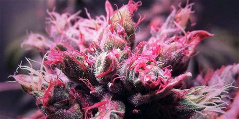 The coldwell banker® system is comprised of company owned offices which are owned by a. Pink Cannabis Is A Real Thing And It's Gorgeous | Herb