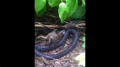 Serpente Che Mangia Un Coniglio - Snake Eating a Rabbit - YouTube