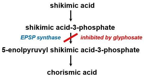 Phytotoxic Mechanism Of Action Of Glyphosate Inhibition Of The Enzyme