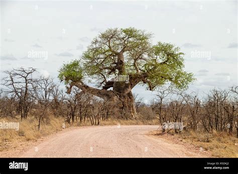 A Limpopo Landscape With Baobab Trees In South Africa Stock Photo Alamy