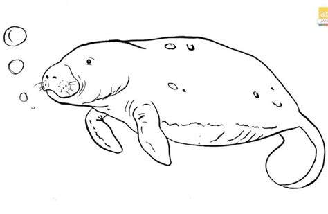 Manatee Drawing Easy Step By Step