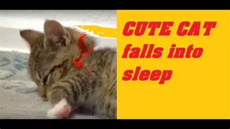 Cute Cat Falls Into Sleep Youtube