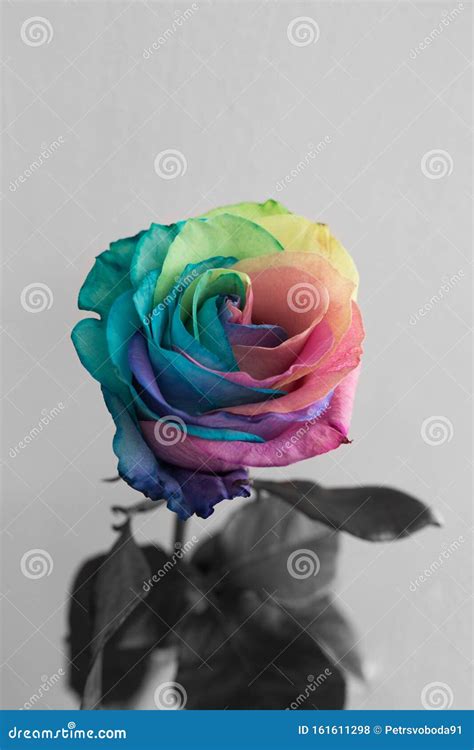 Faded Rainbow Rose Flower Symbolize Depression Or Unhappy Love Or