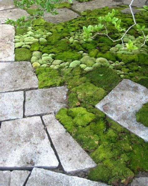 Garden With Pathway And Mosses Growing Moss In An Outdoor Garden