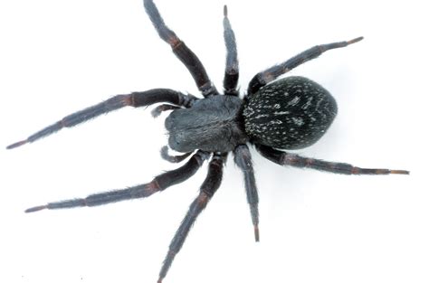 The 10 Most Dangerous And Venomous Spiders In Australia