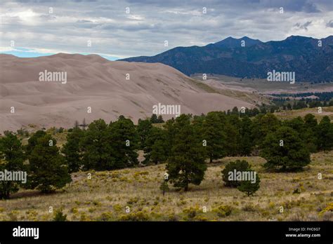 Rabbitbush And Pinon Pines At Great Sand Dunes National Park Colorado