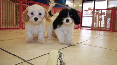 Cavapoo Puppies For Sale Georgia Local Breeders Near Atlanta Ga At