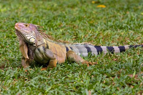 La Iguana Un Tesoro Nacional En Peligro De Extinción México Desconocido