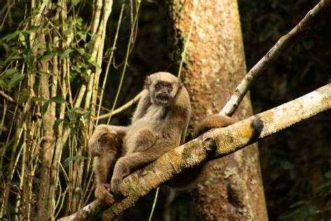 Researchers Are Using Monkey Poop To Learn Ho Eurekalert
