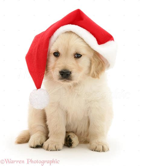 Dog Golden Retriever Pup Wearing A Santa Hat Photo Wp12798