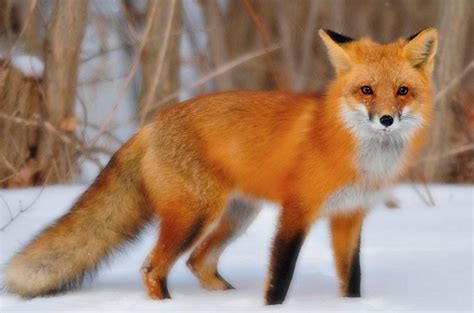 Art Landers Outdoors Reclusive Foxes Can Sometimes Be Hard To Spot Around Kentucky Nkytribune