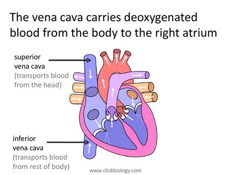 Heart Structure And Function презентация онлайн