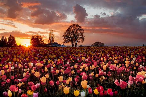 4k Free Download Sunset Sun Flowers Tulips Field Nature Tulips