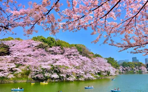 Sakura Season In Japan 9 Stunning Places To See Cherry Blossom In 2018