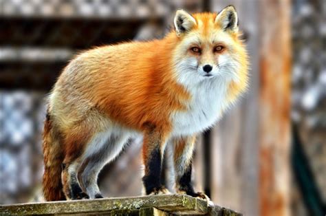 Where Do Red Foxes Live Red Fox Habitat Arctic Fox Habitat Fox Habitat