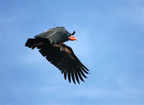 California Condor Chicks Stretching Their Wings Local News Noozhawk