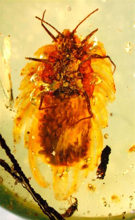 Trapped In Time The Top 10 Amber Fossils Earth Archives