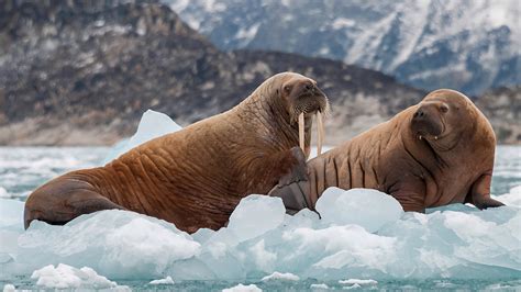 Walrus And Her Pup Floating On Ice In A Fjord Eastern Greenland