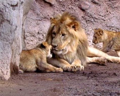Reid Park Zoo Lion Cubs Meet Their Father