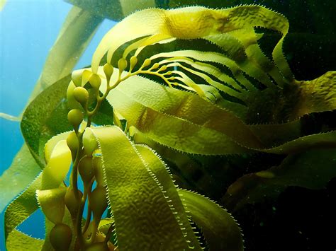 New Research To Address Kelp Forest Crisis In California Yubanet