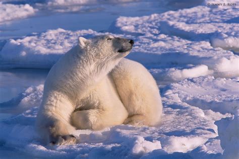 Polar Bears 1 Life On Thin Ice